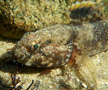 Gobius paganellus