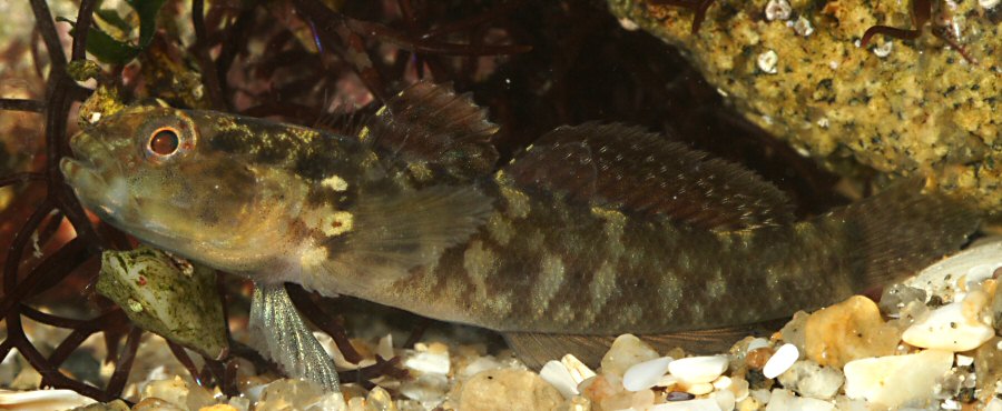 Gobius paganellus