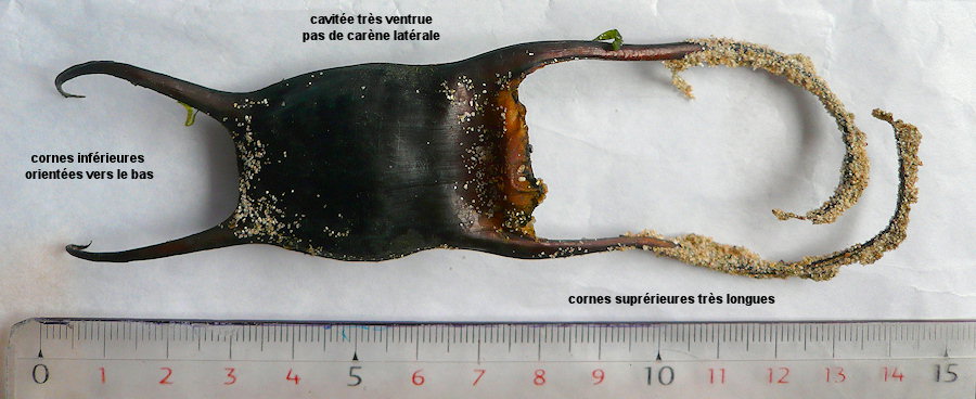 Leucoraja naevus (capsule)