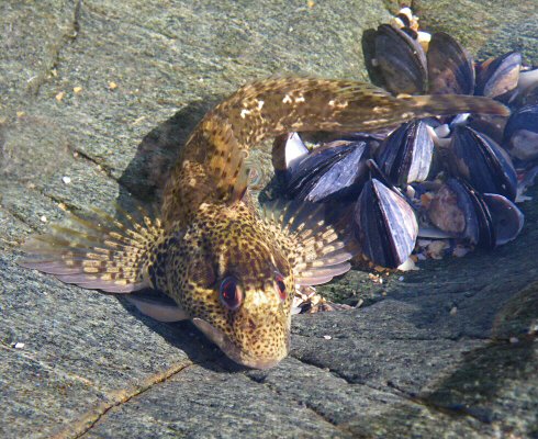 Lipophrys pholis