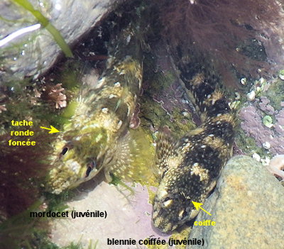 Lipophrys pholis- Coryphoblennius galerita