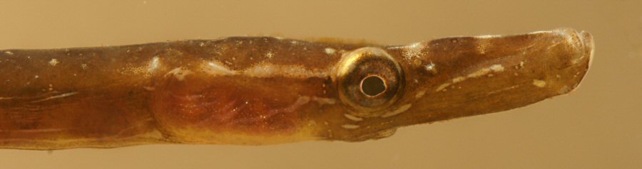 Nerophis ophidion