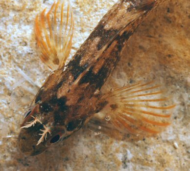 Parablennius gattorugine