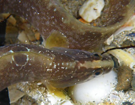 Pholis gunnellus