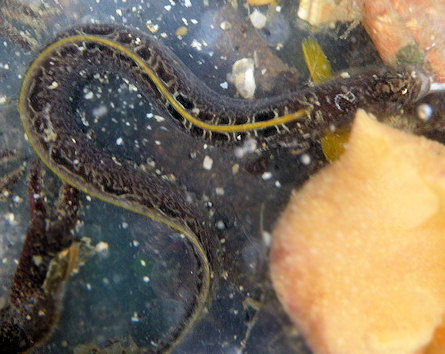 Pholis gunnellus