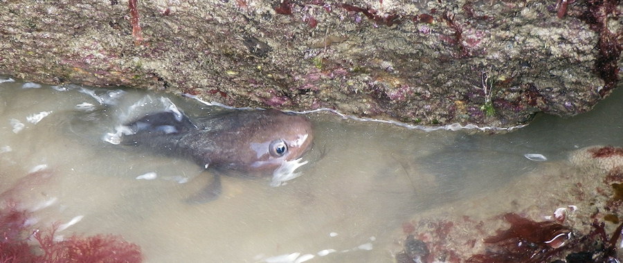 Raniceps raninus