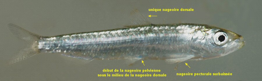 Sardina pilchardus