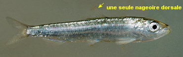 sardine