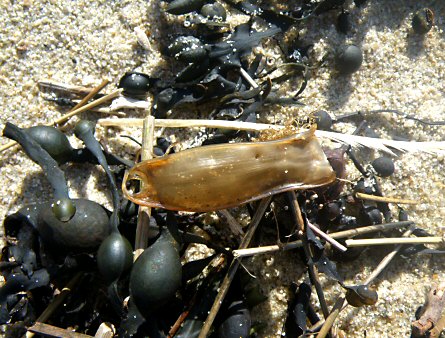 Scyliorhinus canicula (capsule)