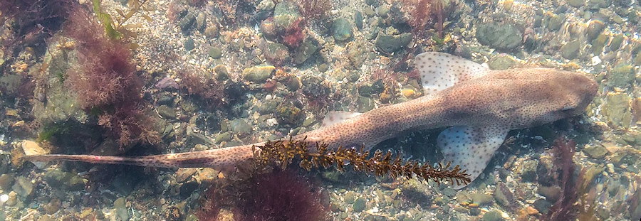 Scyliorhinus canicula