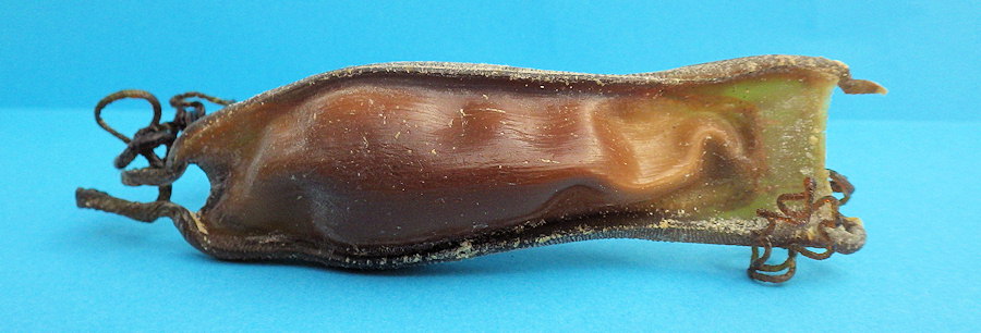 Scyliorhinus stellaris (capsule)