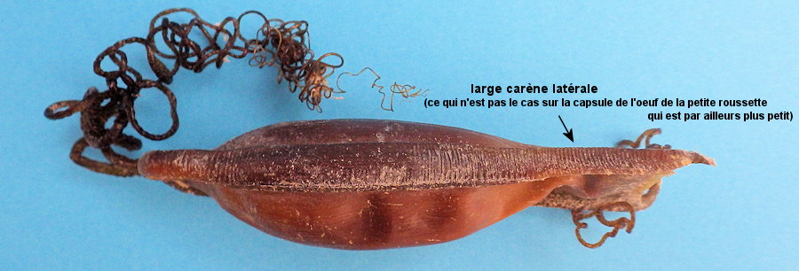 Scyliorhinus stellaris (capsule)