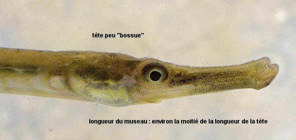 Syngnathus rostellatus