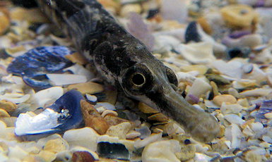 Syngnathus rostellatus