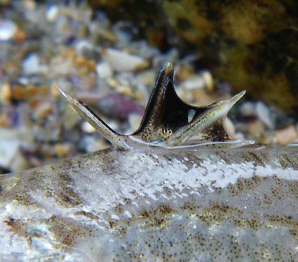 Echiichthys vipera