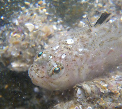 Echiichthys vipera