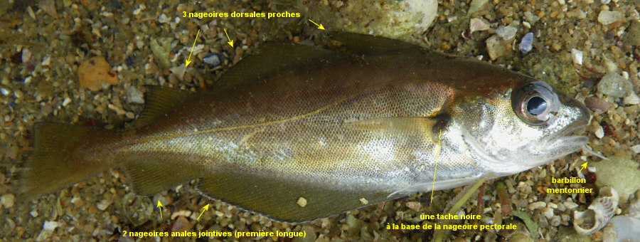 Trisopterus luscus