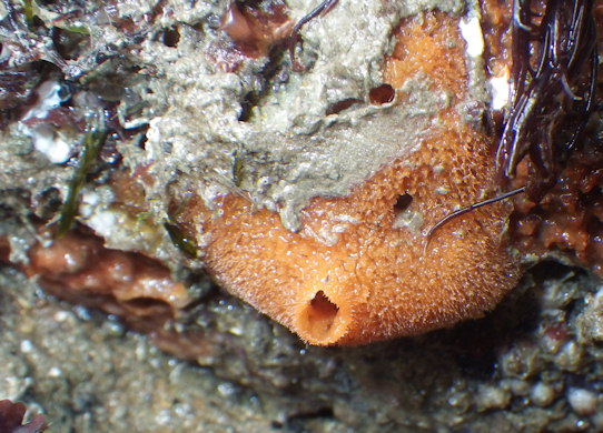 Amphilectus fucorum