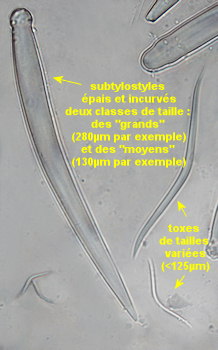 Clathria atrasanguinea