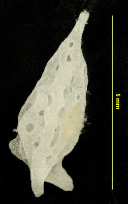 Clathrina blanca