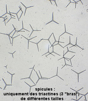 Clathrina coriacea