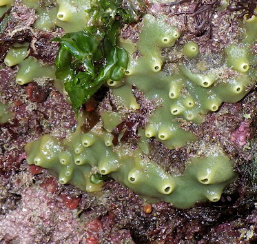 Halichondria panicea