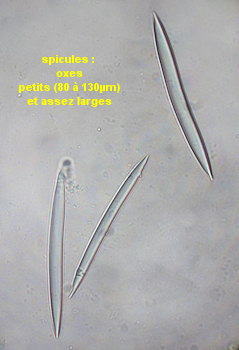 Haliclona cinerea