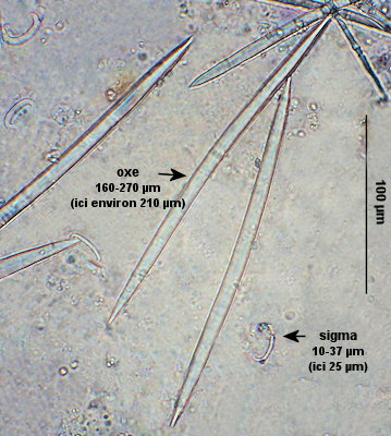 Haliclona fibulata