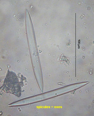 Haliclona oculata