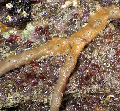 Haliclona simulans