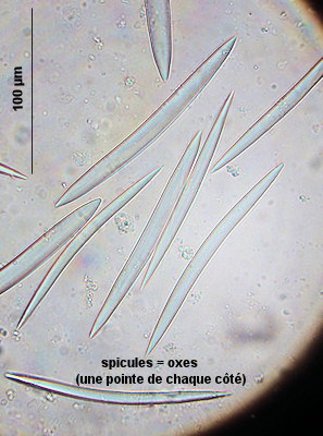 Haliclona simulans