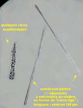 Hymedesmia coriacea