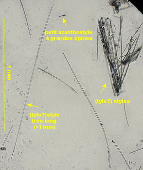 Hymeraphia cf. breeni