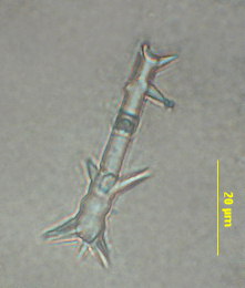 Hymeraphia cf. breeni