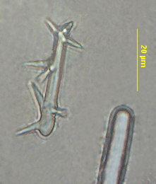 Hymeraphia cf. breeni