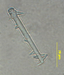 Hymeraphia cf. breeni