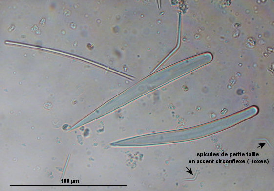 Ophlitaspongia papilla