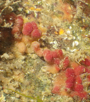 Aplysilla rubra