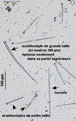 Phorbas fictitius