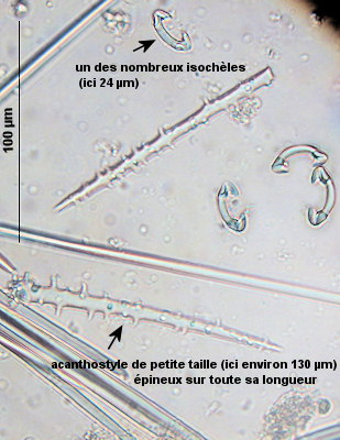 Phorbas fictitius