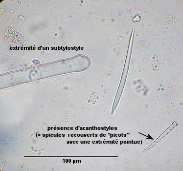 Raspailia cf. ramosa