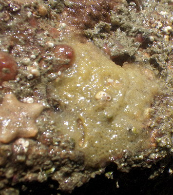 Spanioplon armaturum