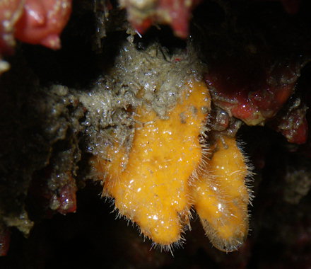 Stelligera montagui