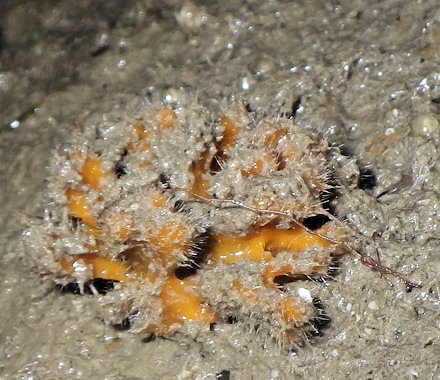 Stelligera montagui