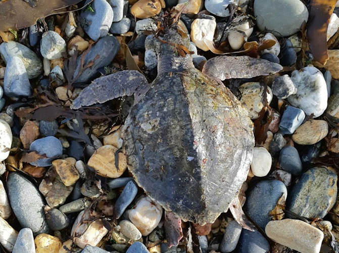 Lepidochelys kempii (tortue de Kemp)