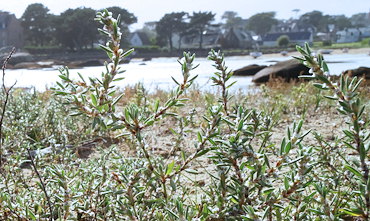 Polygonum maritimum