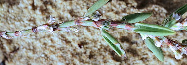 Polygonum maritimum