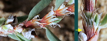 ochréas Polygonum maritimum