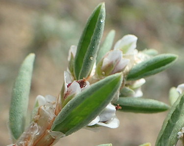 Polygonum maritimum