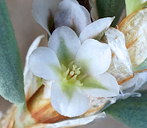 Polygonum maritimum